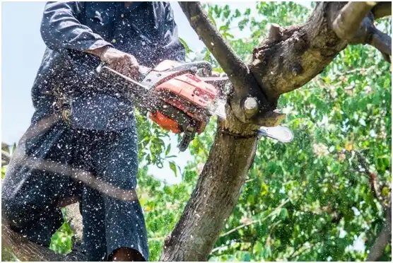 tree services Watauga